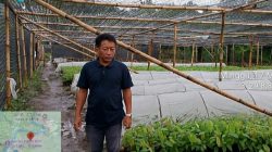 Proyek 1,7 Juta Bibit Kakao Diduga Bermasalah, LKPA Seret Nama Kementan