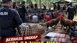 Polisi Gerebek Arena Sabung Ayam di Sidrap, Tiga Orang dan Puluhan Motor di Amankan