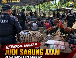 Polisi Gerebek Arena Sabung Ayam di Sidrap, Tiga Orang dan Puluhan Motor di Amankan