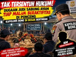 Tak Tersentuh Hukum! Dugaan Judi Sabung Ayam Tiap Malam Beraktifitas di Ponceng, Kapolres bone di Desak  Bertindak