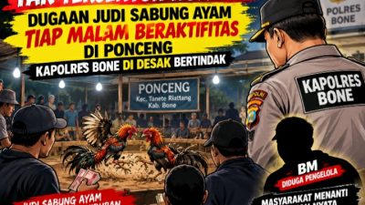 Tak Tersentuh Hukum! Dugaan Judi Sabung Ayam Tiap Malam Beraktifitas di Ponceng, Kapolres bone di Desak  Bertindak